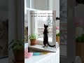 Котёнок у окошка смешно встаёт на задние лапки