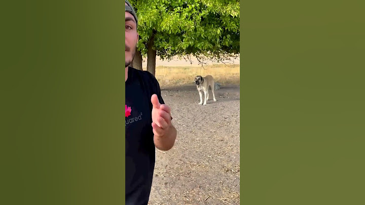 Köpeği Seve Bilene 100.000 TL Ödül Delimine
