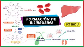 Catabolismo del HEMO y formación de BILIRRUBINA