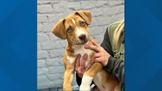 Meet adorable Tango, available for adoption at Pound Buddies