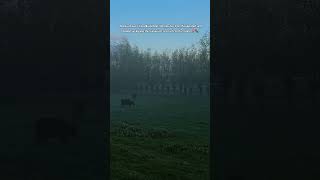 This pet-friendly Airbnb and the view made it hard to say goodbye 🌷🐾 #airbnb #netherlands #travel