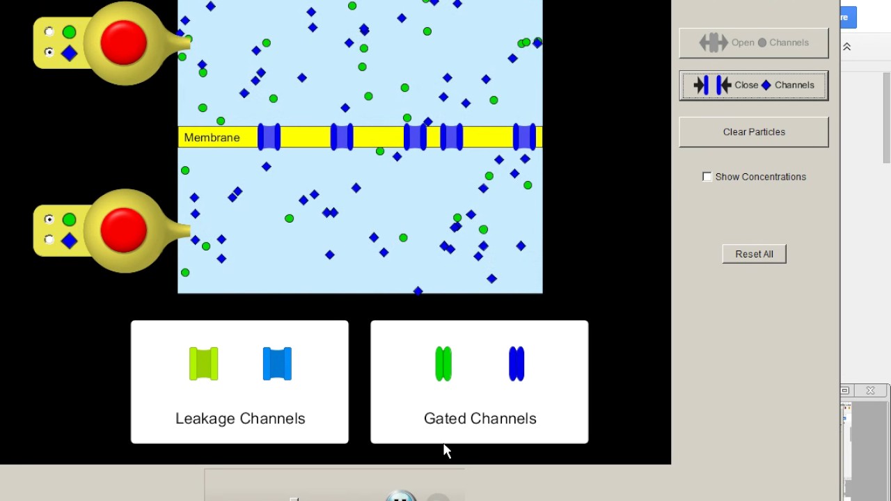Part 1 Membrane Simulation - YouTube
