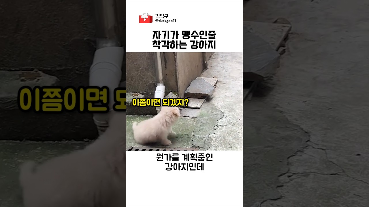자기가 맹수인줄 착각하는 강아지