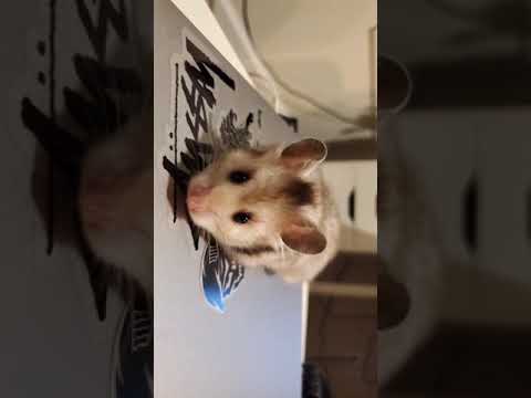 Hamster Explores Its Surroundings