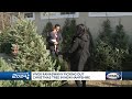 Vivek ramaswamy picks out christmas tree in new hampshire