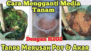 Cara Ganti Media Tanam Menggunakan H2O2.