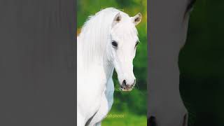 White horse images