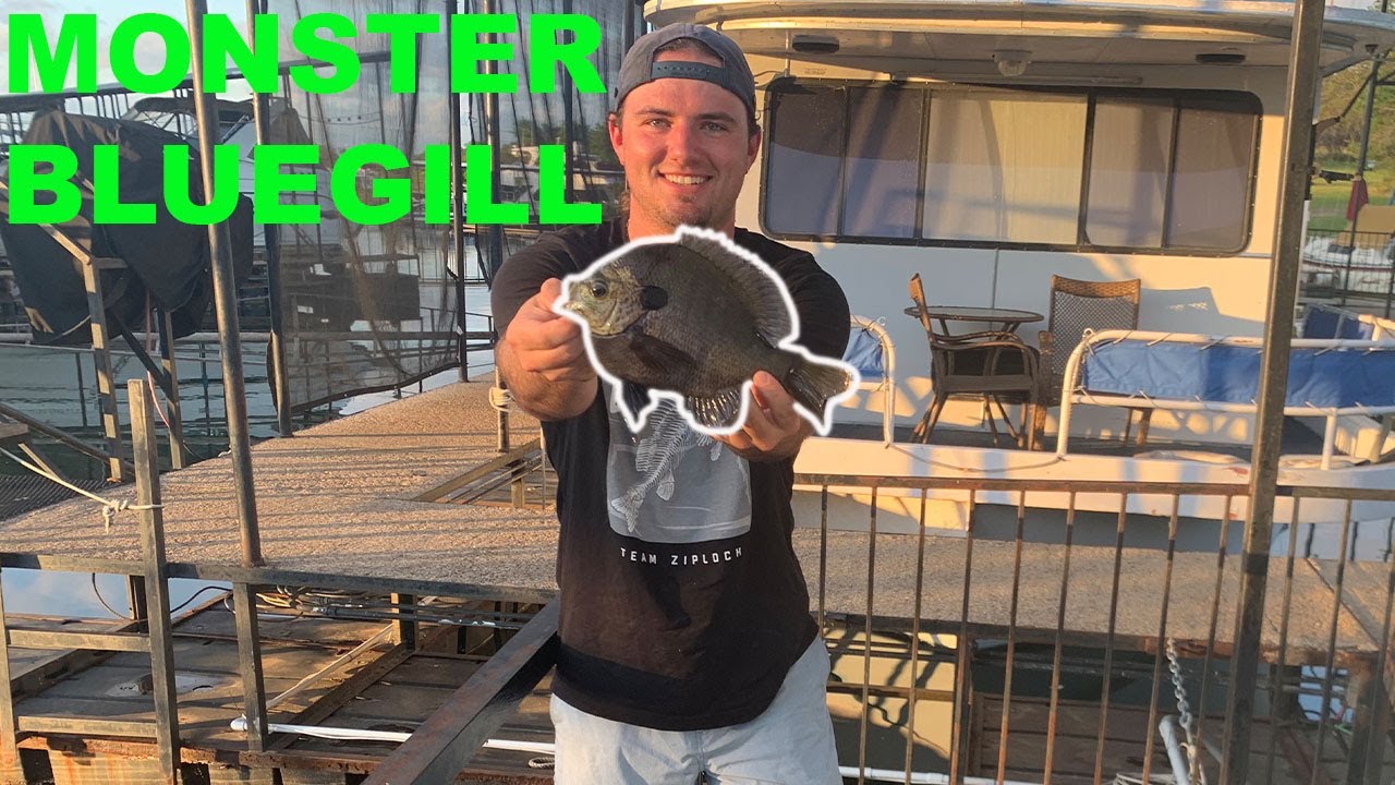 Texas Sized BLUEGILL Catch Clean Cook Whole Fried Bluegill - YouTube
