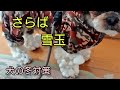 【試してみた】冬の雪玉対策はレッグウォーマー