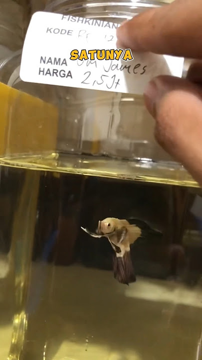 The Most Expensive Betta Fish Spill at Fishkinian Now!!