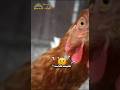 مظبي دجاج اكسبلور مطبوخه لحم  عشاءلذيذ مطاعم المطبخ اليمني