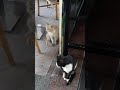 Cats Welcoming Customers at the Restaurant Door #Shorts