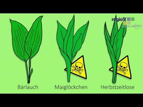 Bärlauch - Ein Vorrat für das ganze Jahr !. 