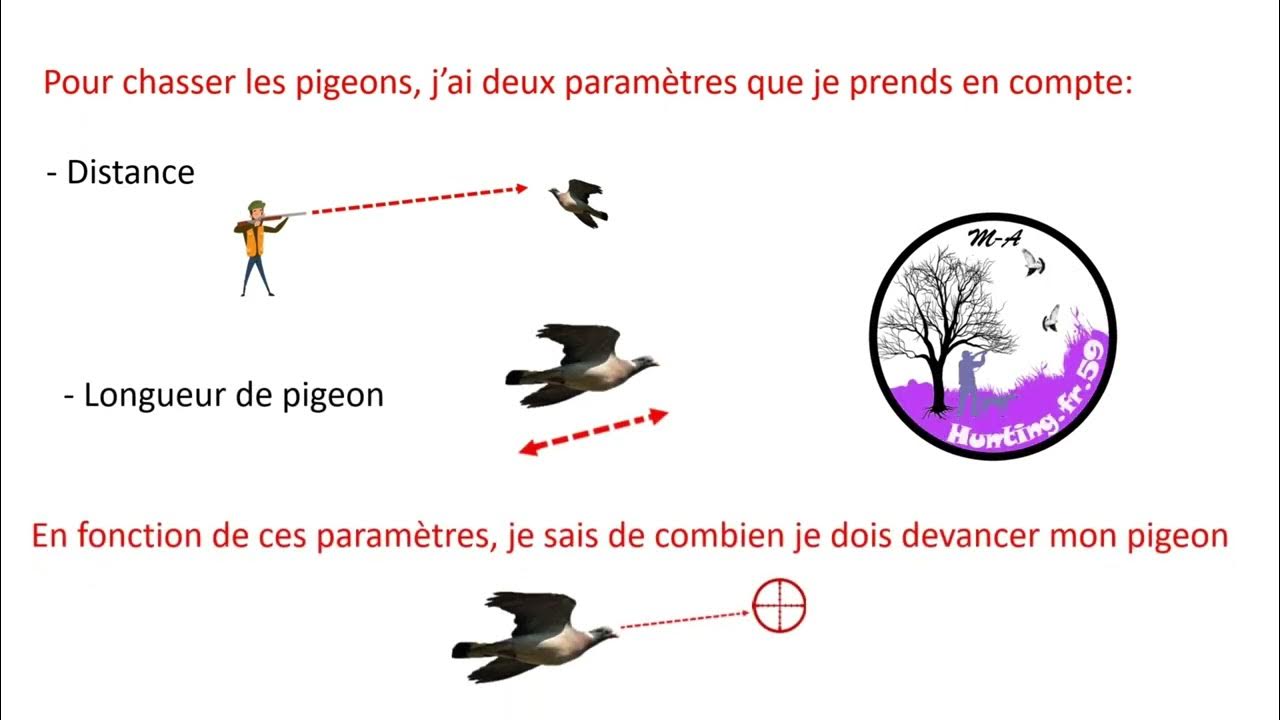 Précisions comment chasser/tirer les pigeons ramiers? Méthode simple avec démonstrations YouTube