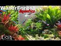 Amazing Aquascapes with WaterForest Aquatics Live