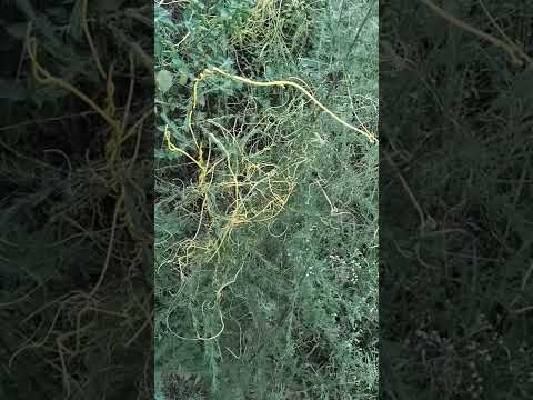 Video: Schisandra-kasvien kasvattaminen: tutustu Schisandra Magnolia -viininhoitoon