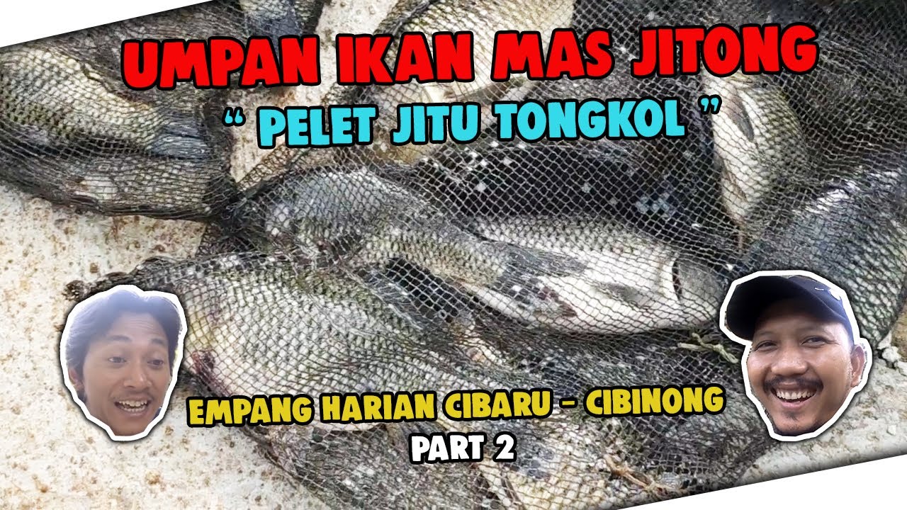 Umpan Ikan Mas Jitong "Pelet Jitu Tongkol" | Empang Cibaru Part 2
