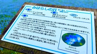 Ibaraki,japan🇯🇵1ปี 1ครั้ง 530หมื่นต้น!!ความกว้างใหญ่ 42,000เมตร บานสพั่ง เดือน4 ถึง เดือน5 เท่านั้น!