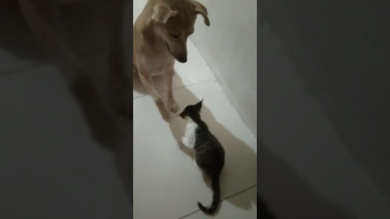 Brewbrew and Ruru play