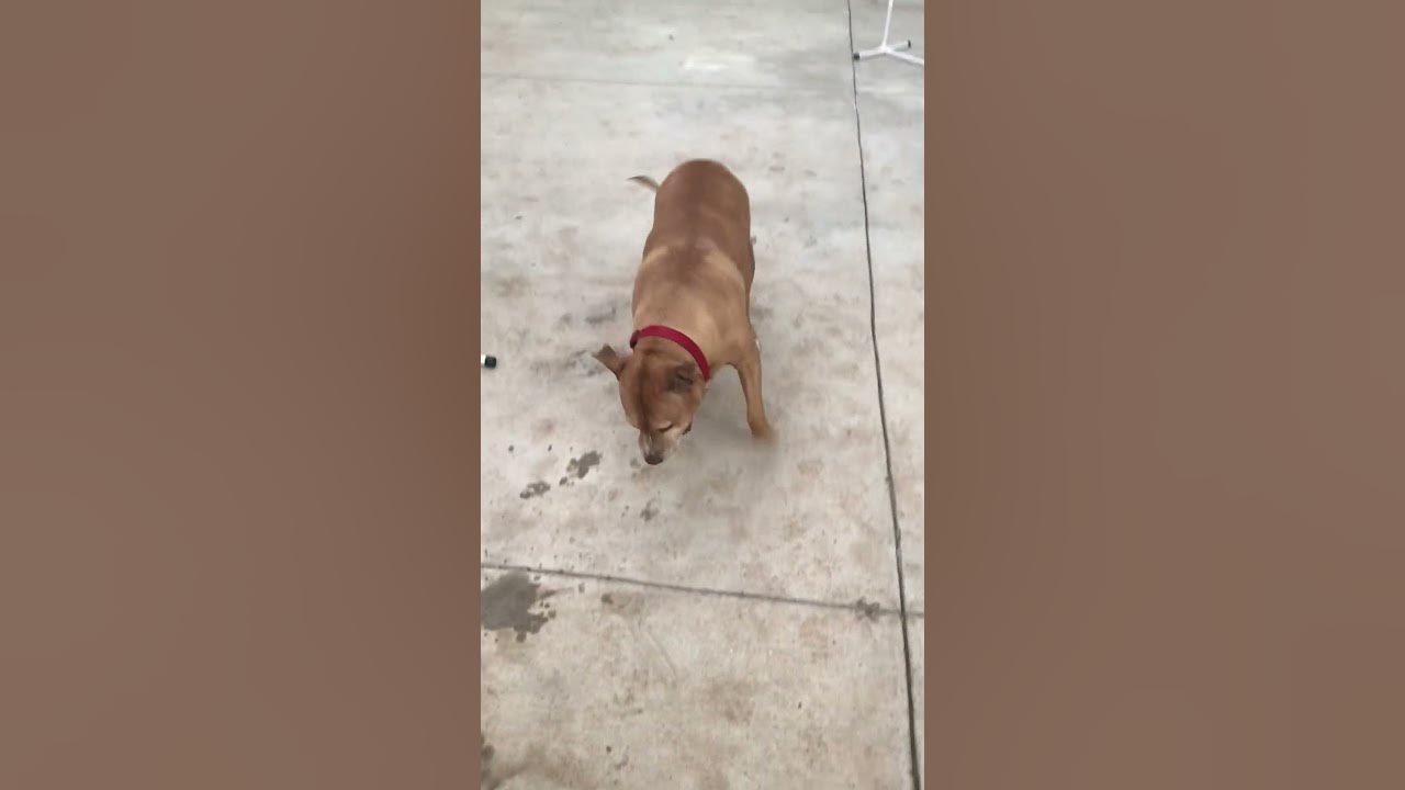 Puppy friends playing with a ball Golden Leash Las Vegas YouTube