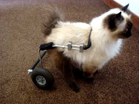 cat with wheels