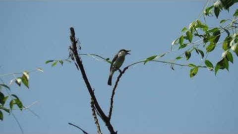 Jingjing Batu, Hemipus Hirundinaceus, Black Winged Fly catcher Shrike (Vokalisasi)