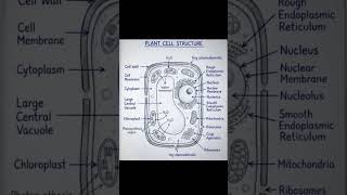 Everyday science Questions. Learn about plant cell with diagram#everydayscience #sciencechat #viral