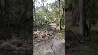 8208 Stoner Rd driveway tour, pre-hurricane Ian tree work