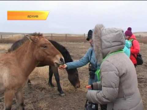 Места обитания сайгака в Оренбургской области.