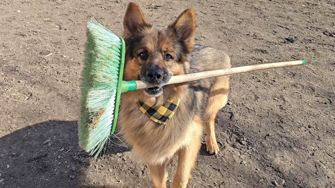 ARESŁAW ZAGANIA KURY MIOTŁĄ - Zrobiliśmy przemeblowanie u dzieciaków 