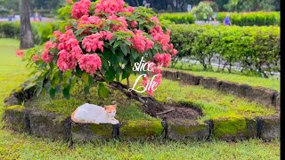 slice of life 🫐 silent vlog , life in the Ph , coffee ☕ , books📚 and chill days
