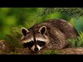 Raccoon 