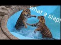 Sometimes Tigers slap each other around for fun!