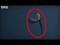 5 creepy deep sea creatures caught on film