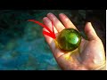 深海の巨人！世界最大の単細胞生物を探る
