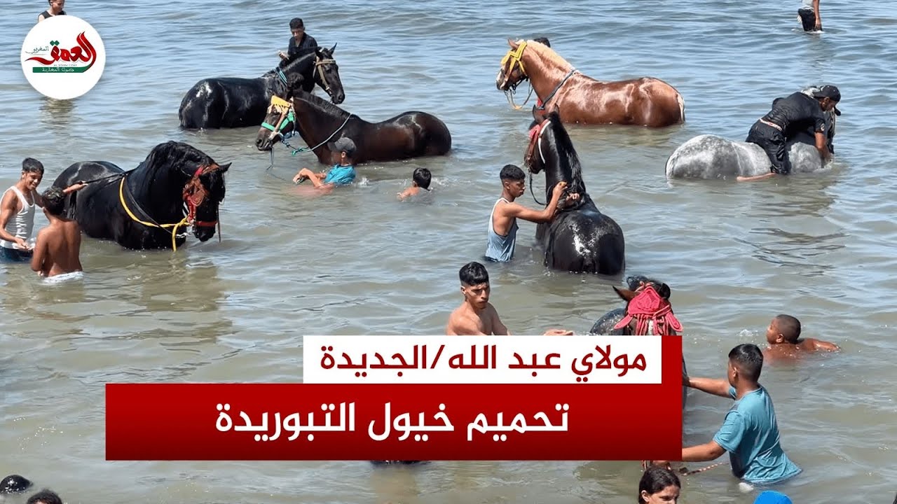 حماية واستجمام.. طقوس تحميم خيول التبوريدة استعدادا لعروض موسم مولاي عبد الله