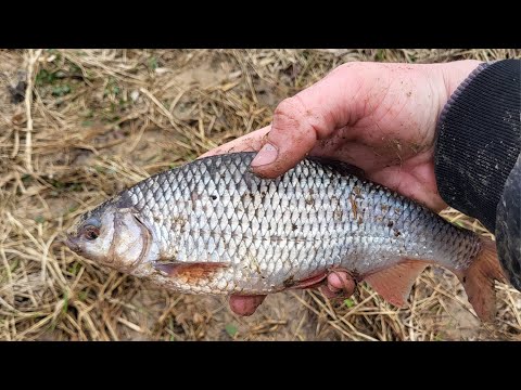 Видео: ПЛОТВА- "БАТОНЫ" на МАЛОЙ РЕКЕ! Рыбалка на поплавок весной.