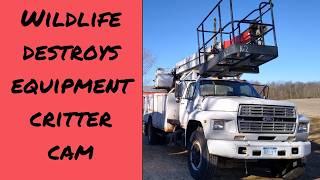 Critter cam reveals what is invading my heavy equipment