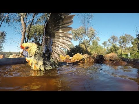 Crimson Rosella, Race-Flaveolus, Bathing near Mannum