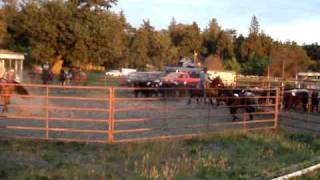 First time Cow Sorting!