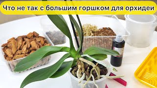 видео: Пересадить орхидею в правильный горшок Размер горшка для орхидей имеет значение картинка: Пересадить орхидею в правильный горшок Размер горшка для орхидей имеет значение