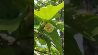 Flound a Bangkal Tree in Fazenda De Esperanza, Masbate, Philippines #masbateprovince