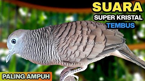 Perkutut Lokal Gacor Suara Paling Ampuh Untuk Pancingan Burung Perkutut Agar Bunyi