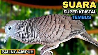 Perkutut Lokal Gacor Suara Paling Ampuh Untuk Pancingan Burung Perkutut Agar Bunyi