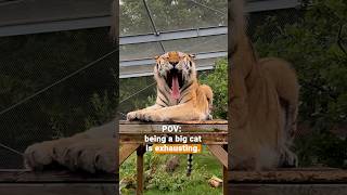 Slow morning at FELIDA Big Cat Sanctuary 💤🐯 | FOUR PAWS | [SUBS]