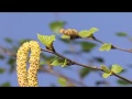 Birch buds opening in spring time lapse