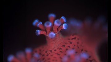 Corals Revealed as Never Before Through a Groundbreaking New Microscope in California