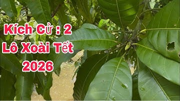 Kích Cử 2 Lô Xoài Tết 2026 | VTK.CHANNEL 