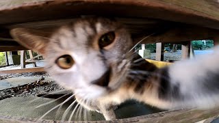 夕方の猫の集会に参加してきた