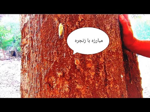 مبارزه با زنجره مو